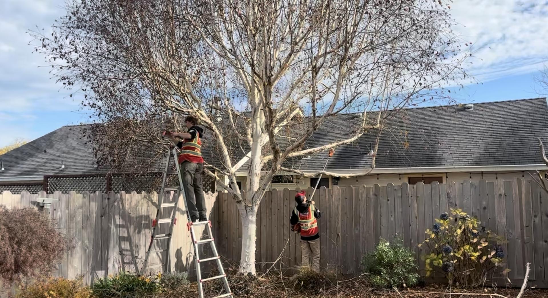 local tree pruning in Humboldt County