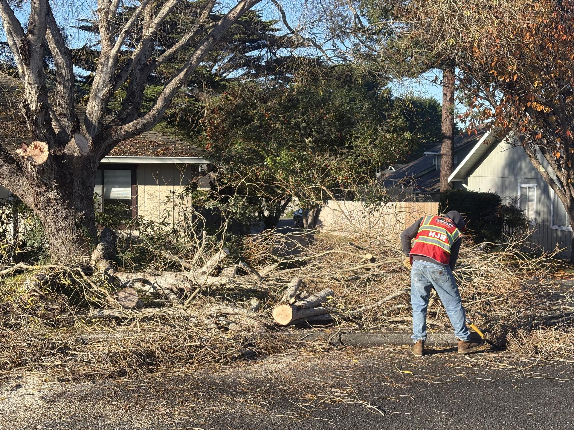 light pruning in Humboldt County