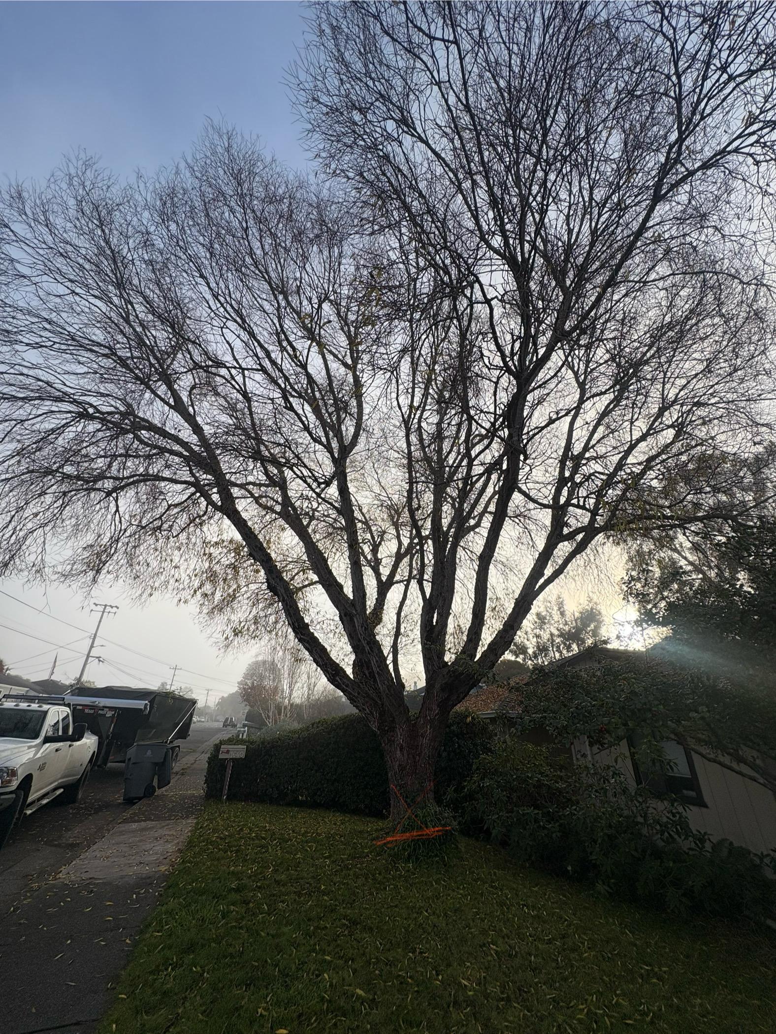 Humboldt pruning service locations including Trinidad