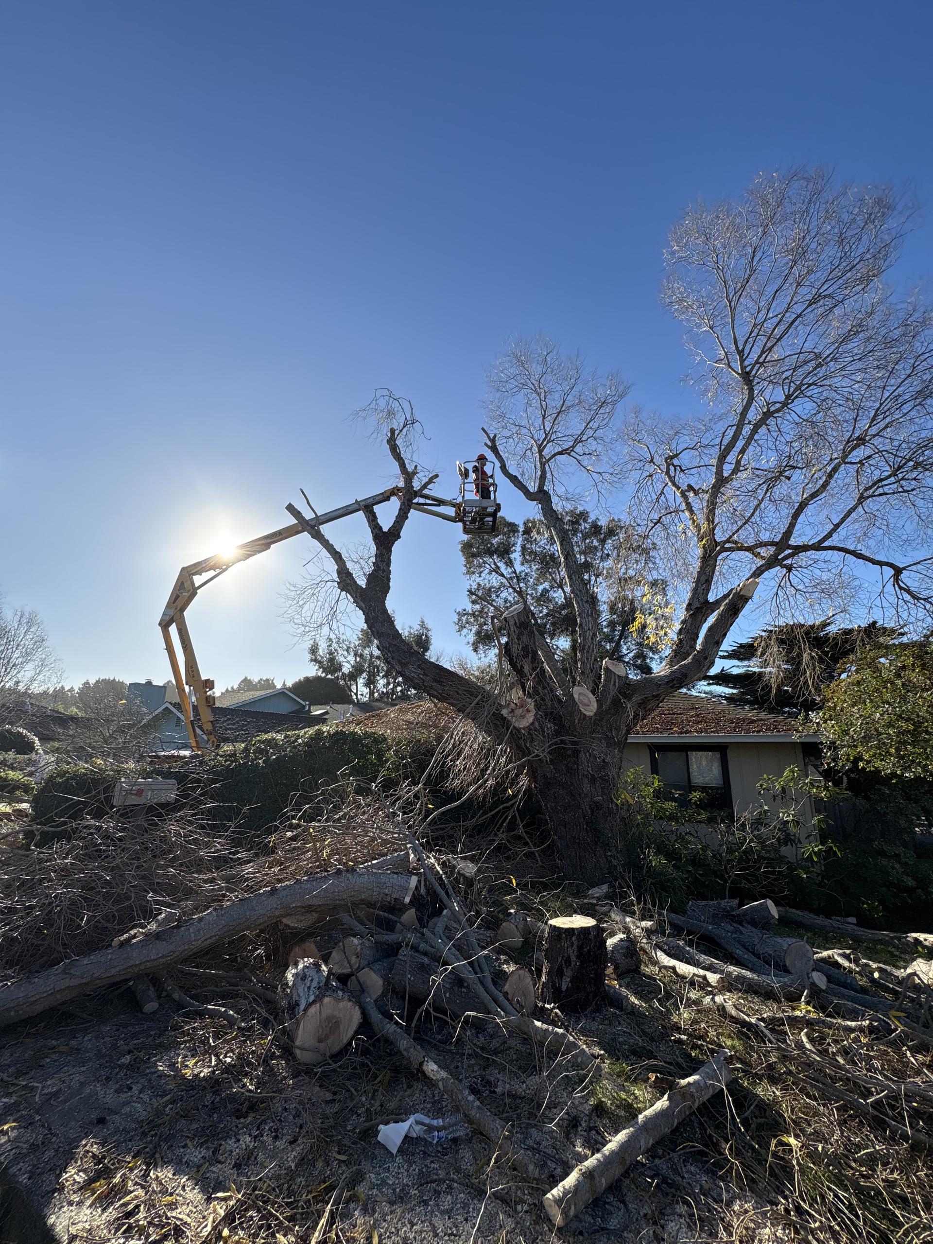 Tree crew preparing site for removal