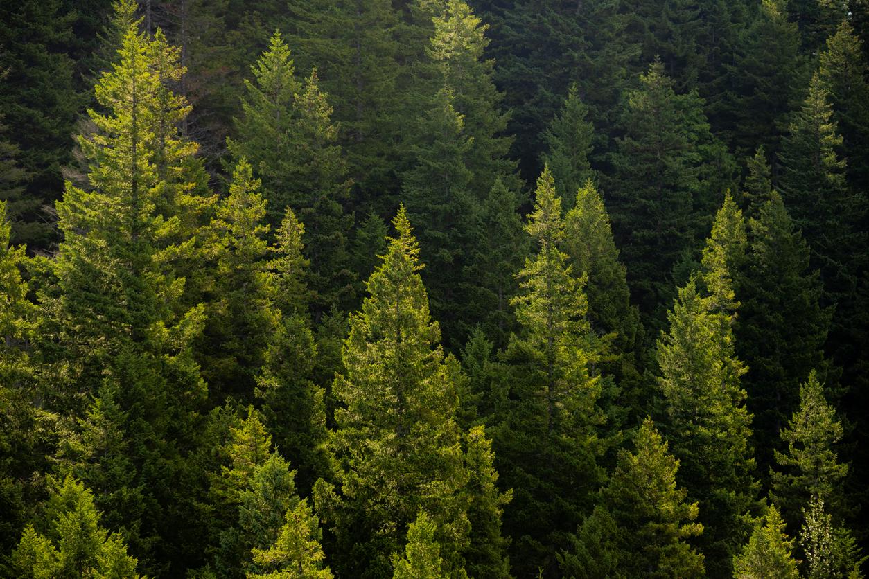 worker removing ladder fuels