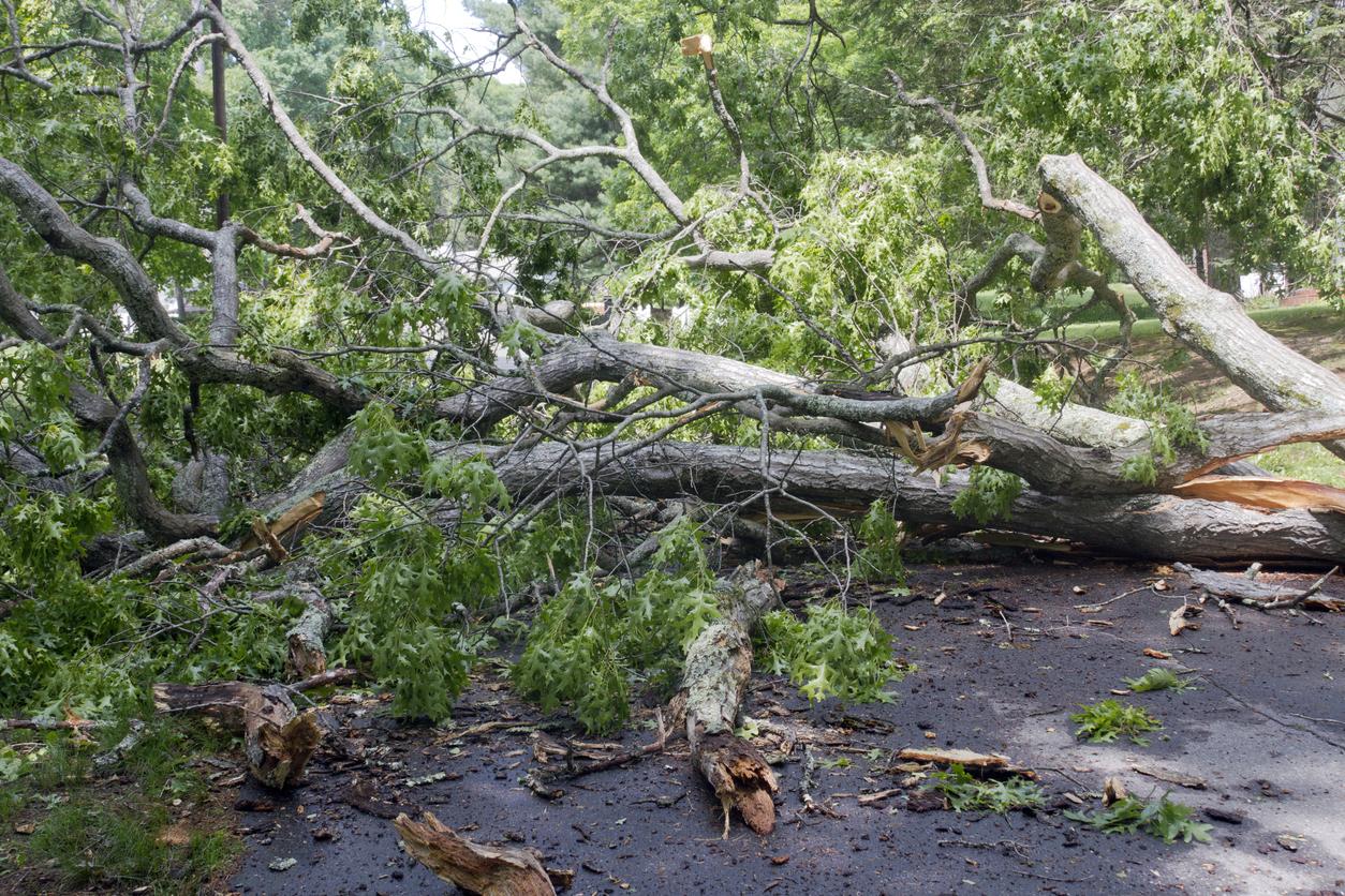 Hazardous tree removal equipment in use